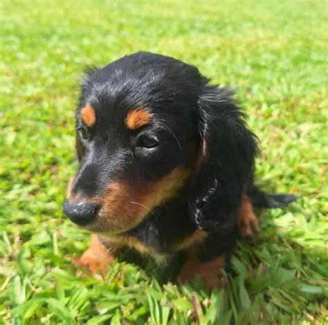 puppies for sale cairns and tablelands